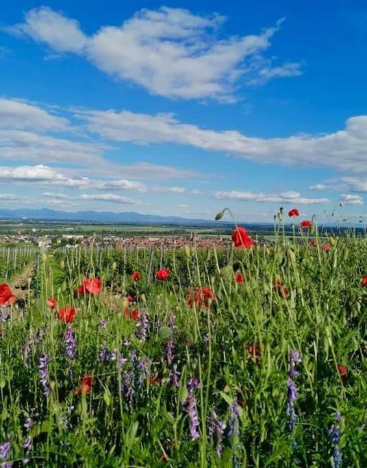 Les Gites De La Poterne Rouffach Extérieur photo